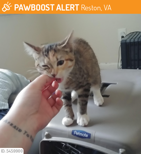 Rehomed Unknown Cat last seen Near New Dominion Pkwy & Town Center Pkwy, Reston, VA 20190