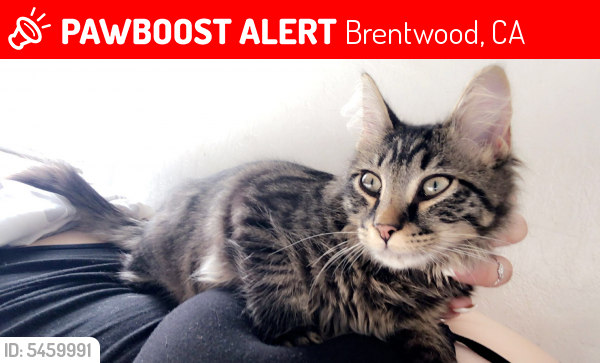 Lost Male Cat last seen Near Marjoram Drive, Brentwood, CA, USA, Brentwood, CA 94513