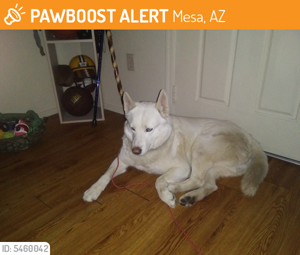 Found/Stray Male Dog last seen Horn &Brodway Mesa AZ., Mesa, AZ 85204