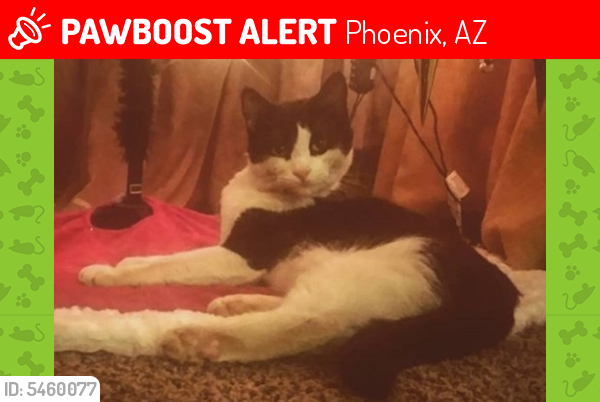 Lost Male Cat last seen Near W Christy Dr & N 31st Ln, Phoenix, AZ 85029