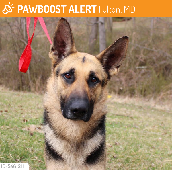Surrendered Male Dog last seen Near Old Columbia Rd & Scaggsville Rd, Fulton, MD 20759