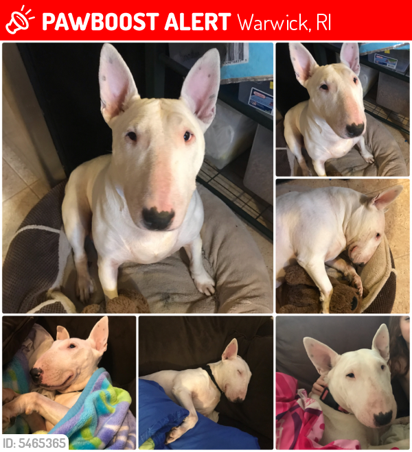 Lost Female Dog last seen Near Stone Ave & W Shore Rd, Warwick, RI 02889