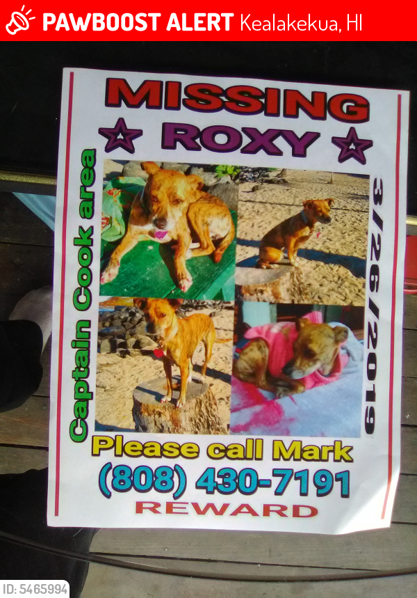 Lost Female Dog last seen Near Mamalahoa Hwy &Kona hospital Waenaoihana Loop, Kealakekua, HI 96750