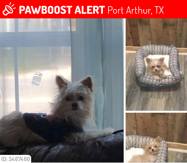 Lost Male Dog last seen 7th st and Griffing Park , Port Arthur, TX 77642