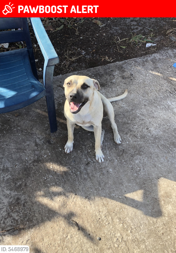 Lost Female Dog last seen Near NE 18th Ave & NE 181st St, North Miami Beach, FL 33162