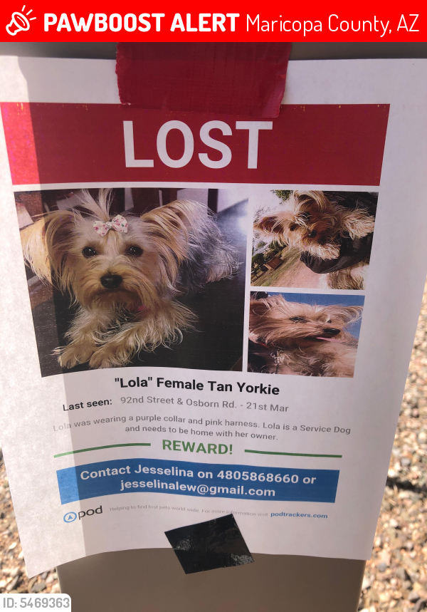 Lost Female Dog last seen Near N 92nd St & E Osborn Rd, Maricopa County, AZ 85256