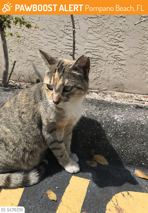 Rehomed Unknown Cat last seen N Blount Road and Copans Street , Pompano Beach, FL 33069