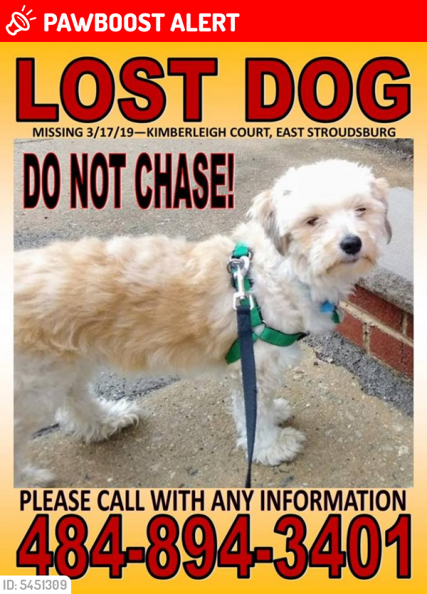 Lost Male Dog last seen Near Lackawanna Ave, East Stroudsburg, PA 18301