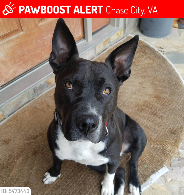 Lost Male Dog last seen Near Kennedy Rd & Jeb Stuart Hwy, Chase City, VA 23924