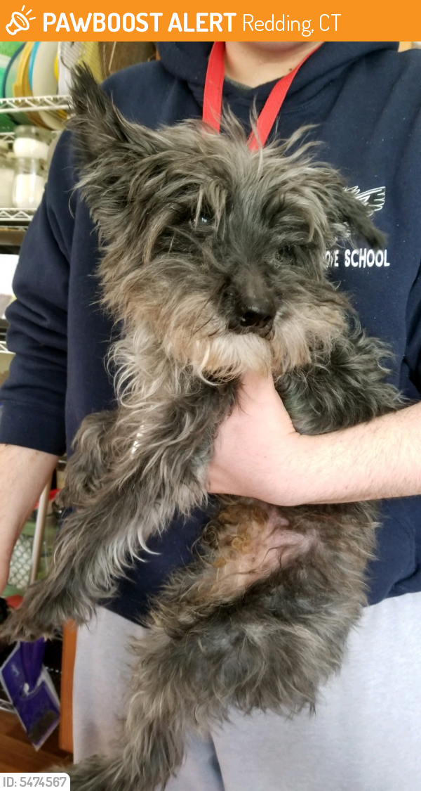 Surrendered Male Dog last seen Near Picketts Ridge Rd & Olmstead Rd, Redding, CT 06896