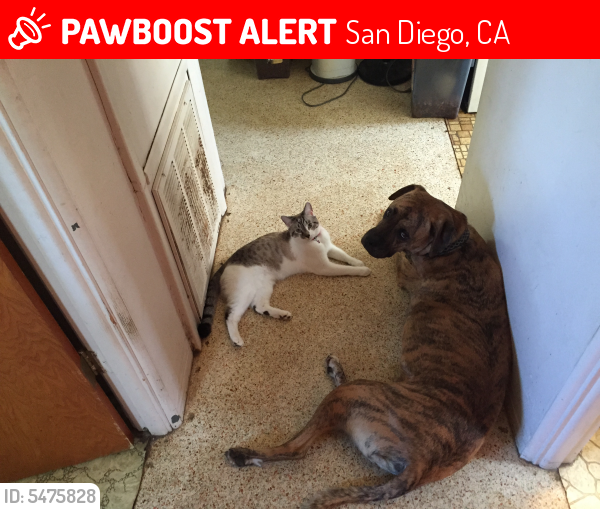 Lost Female Cat last seen Near Bernardo Center Drive, San Diego, CA, USA, San Diego, CA 92127