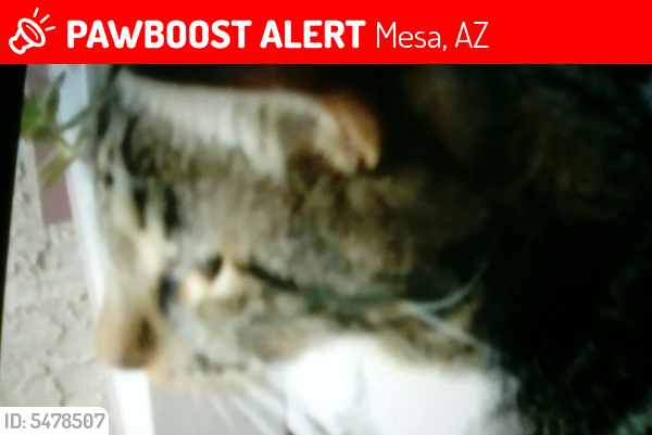 Lost Male Cat last seen Near S Extension Rd & W Santa Fe Villas, Mesa, AZ 85210