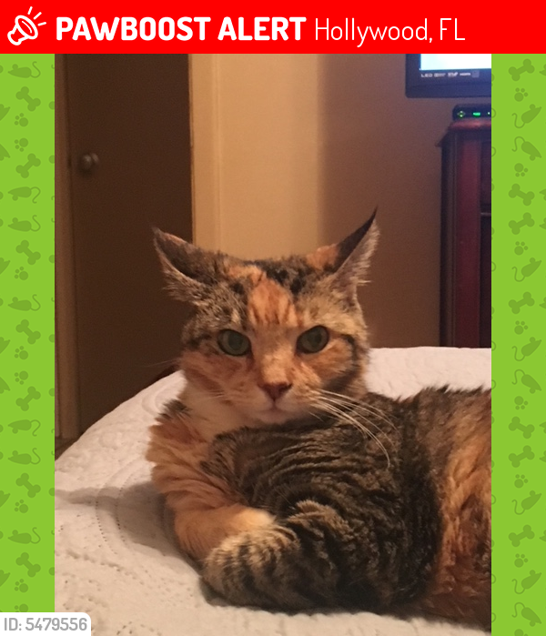 Lost Female Cat last seen Johnson St and N Park Rd, Hollywood, FL 33021