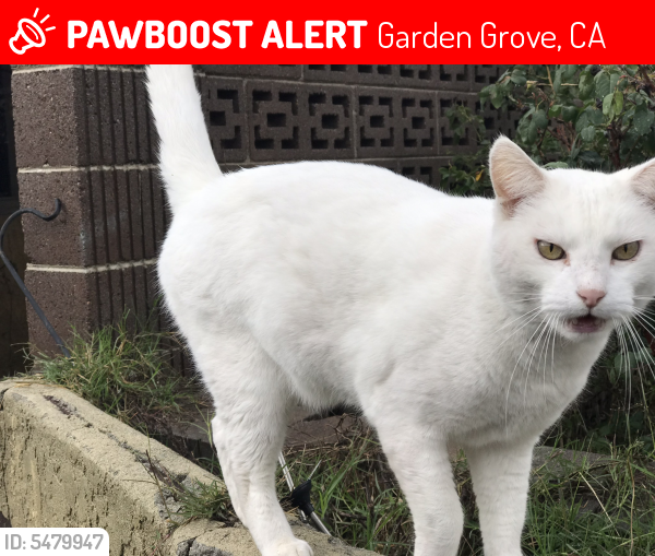 Lost Male Cat last seen Near Haga St & Blanche Ave, Garden Grove, CA 92841