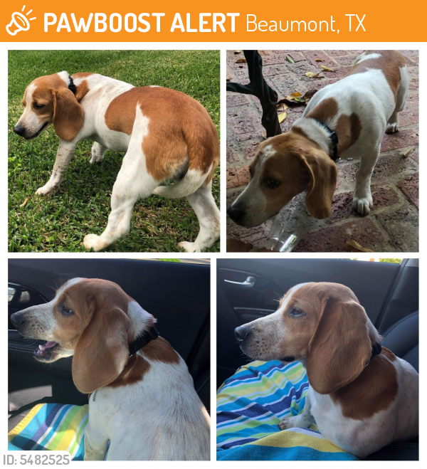 Rehomed Male Dog last seen I 10 &  Dr & Walden Rd, Beaumont, TX 77707