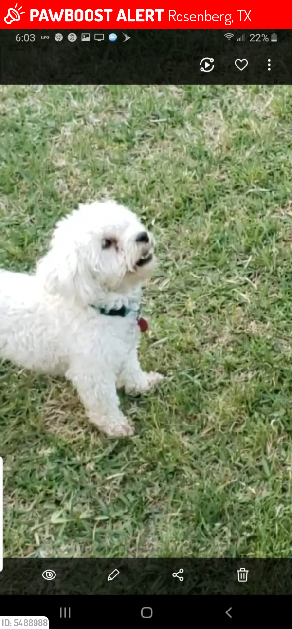 Lost Male Dog last seen Cottonwood School Road, Rosenberg, TX, USA, Rosenberg, TX 77471