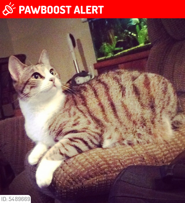 Lost Female Cat last seen Near Cattail Park Ct & Wild Oak Park Dr, Montgomery County, TX 77385