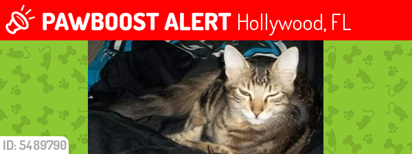 Lost Male Cat last seen North 68th Ave & Buchanan, Hollywood, FL 33024