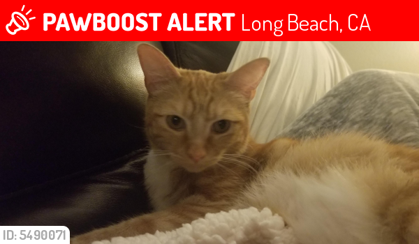 Lost Female Cat last seen Near N Loma Ave & E 17th St, Long Beach, CA 90804