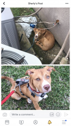 Reunited Male Dog last seen Facebook, Independence, MO 64052