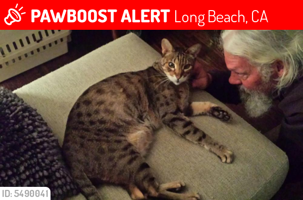 Lost Male Cat last seen Near 7th & Dawson Ave, Long Beach, CA 90804