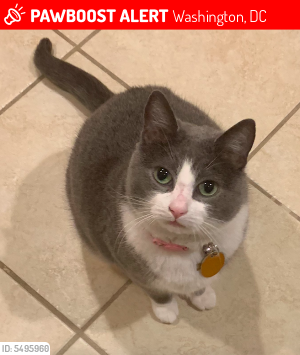 Lost Female Cat last seen Brummel Court and Blair Rd in DC, Washington, DC 20012