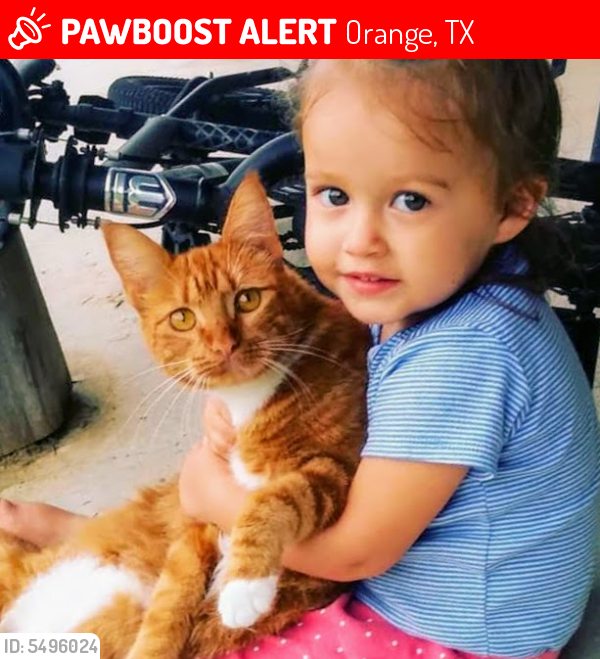 Lost Female Cat last seen Near Bessie Heights Road, Orange, TX, USA, Orange, TX 77630