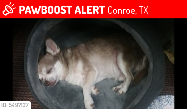 Lost Male Dog last seen Near Savannah Park & Braxton Bragg Ln, Conroe, TX 77302