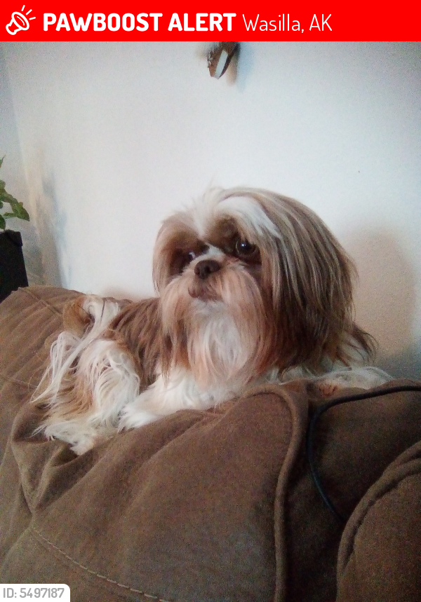 Lost Female Dog last seen Off kgb rd., Wasilla, AK 99654