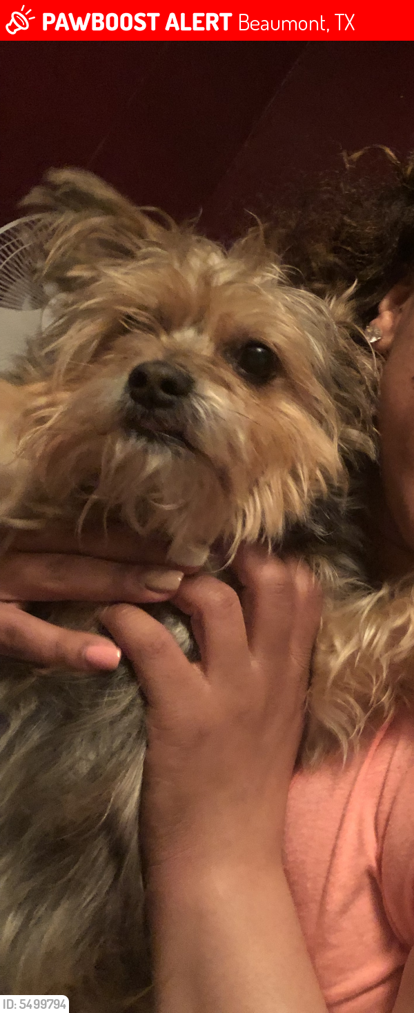Lost Male Dog last seen Near Spencer Dr & Thames Dr, Beaumont, TX 77708