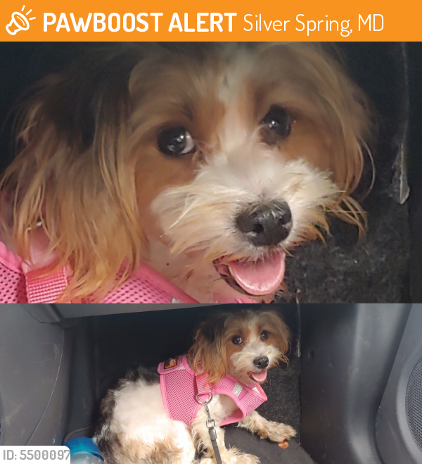 Found/Stray Female Dog last seen Near Old Columbia Pike & Featherwood St, Silver Spring, MD 20904
