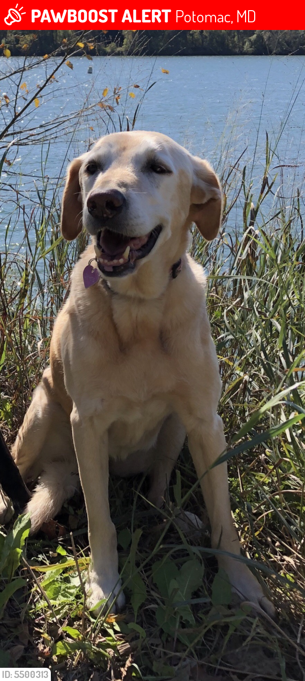 Lost Female Dog last seen Saunders Lane, Bethesda, MD, USA, Potomac, MD 20817