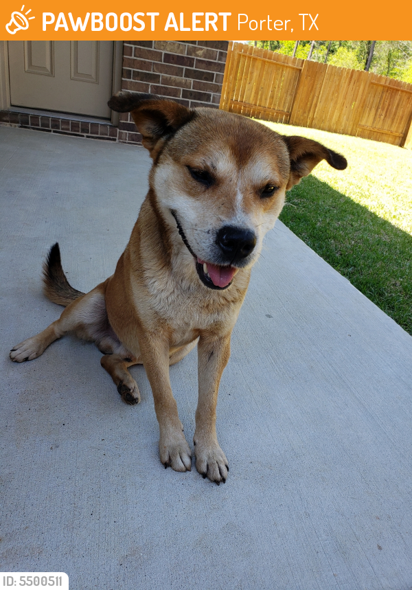 Rehomed Male Dog last seen Texas 99, Porter, TX, USA, Porter, TX 77357