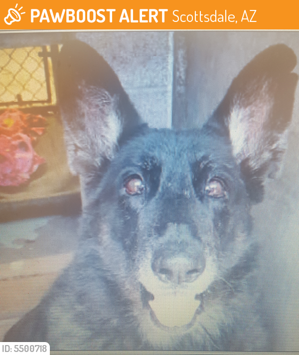 Rehomed Female Dog last seen Near N Scottsdale Rd & hwy 101, Scottsdale, AZ 85251