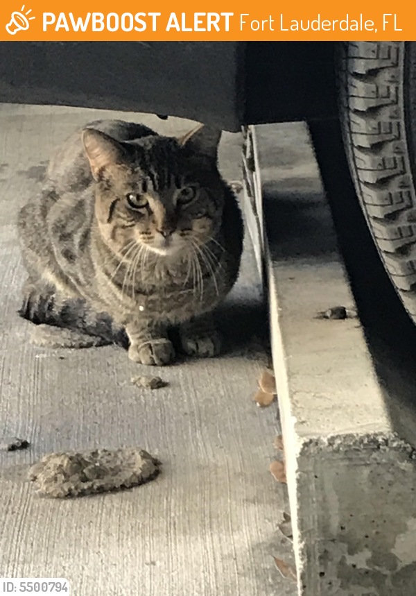 Found/Stray Unknown Cat last seen Near SE 3rd Ave & Court House Dr, Fort Lauderdale, FL 33301