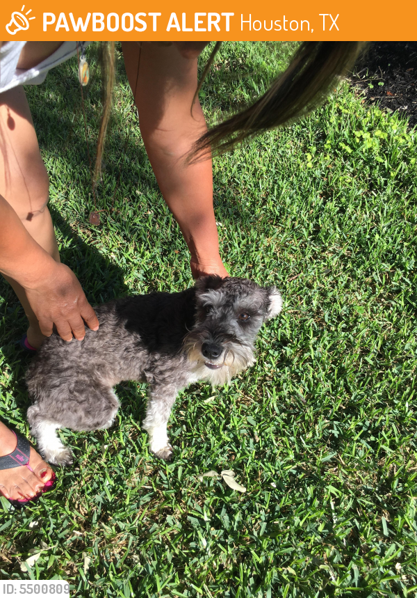 Surrendered Female Dog last seen Near Laurel Oaks Dr & Misty Laurel Dr, Houston, TX 77014