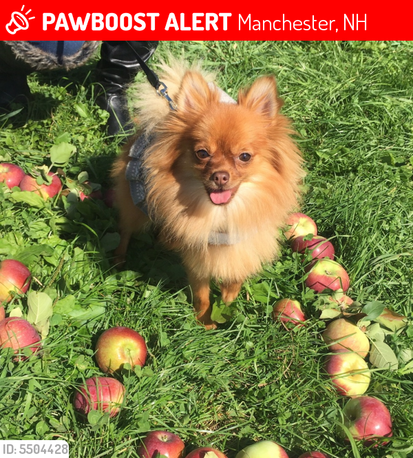 Lost Female Dog last seen Near N Mammoth Rd & Hudson St, Manchester, NH 03109