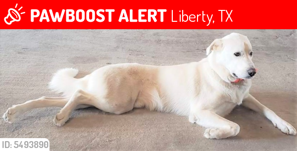 Lost Male Dog last seen Cypress Street, Liberty, TX, USA, Liberty, TX 77575