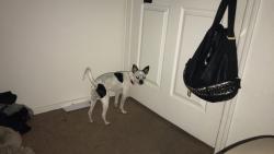 Reunited Male Dog last seen Near N Mobile Home Park & W Mobile Home Park, Peoria, AZ 85345