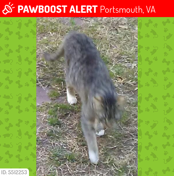 Lost Male Cat last seen Near Dahlgren Ave & Ericsson St, Portsmouth, VA 23702