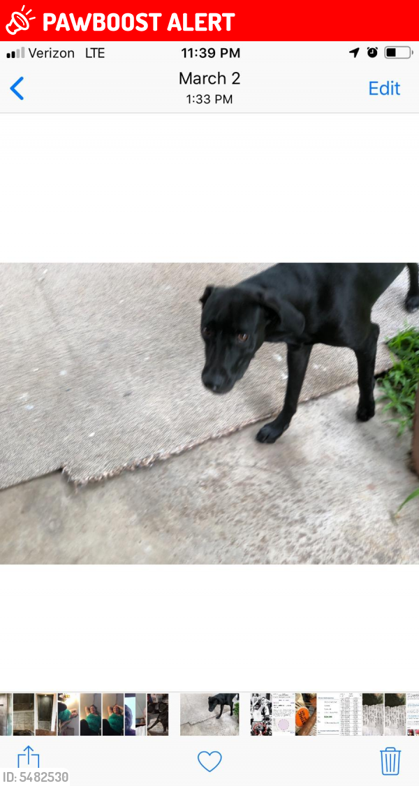 Lost Female Dog last seen Painted Church Road, Captain Cook, HI, USA, Honaunau-Napoopoo, HI 96704