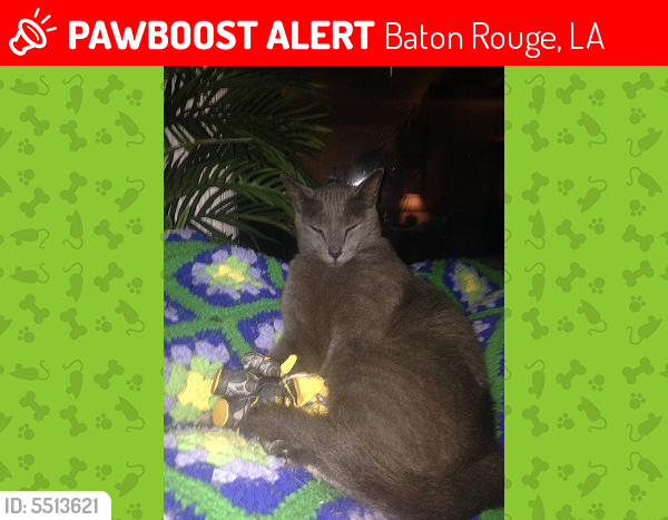 Lost Male Cat last seen Near Waycross Ct & Westerwood Dr, Baton Rouge, LA 70816