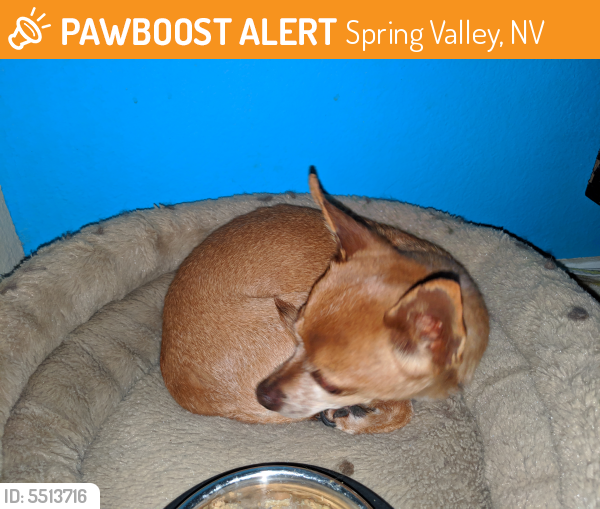 Found/Stray Female Dog last seen Near Summers Shade St & Bush Poppy Ave, Spring Valley, NV 89147