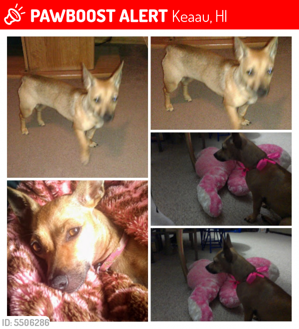 Lost Female Dog last seen Near 31st Ave & Paradise Dr, Keaau, HI 96749