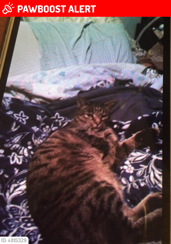 Lost Male Cat last seen Near Forest View Dr & Crestwood Dr, South San Francisco, CA 94080