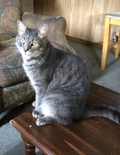 Lost Male Cat last seen Near Kenmore Ave & Bunn Rd, Louisburg, NC 27549