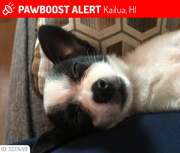 Lost Female Dog last seen Kaloko , Kailua, HI 96740
