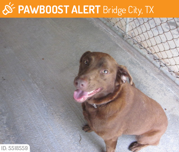 Found/Stray Female Dog last seen Hwy 73 and Hwy 62, Bridge City, TX 77611