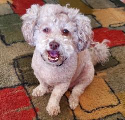 Reunited Male Dog last seen Near Imperial Ave & 54th St, San Diego, CA 92114