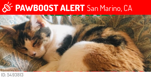 Lost Female Cat last seen Near La Mirada Ave & Los Robles Ave, San Marino, CA 91108
